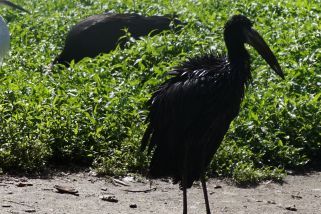 Anastomus lamelligerus - Mohrenklaffschnabel (Abdimstorch)